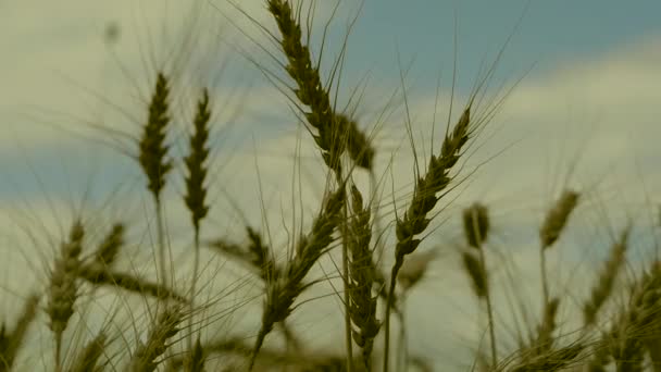 Wheat field and male hand holding cone in summer day — Stock Video