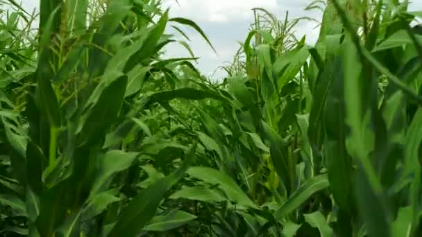 Un campo verde de maíz creciendo — Vídeos de Stock