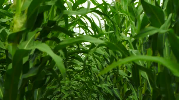 Ряды и ряды свежей несобранной кукурузы — стоковое видео