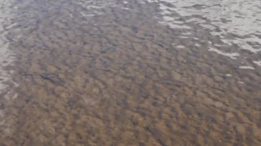 Nehir küçük balık