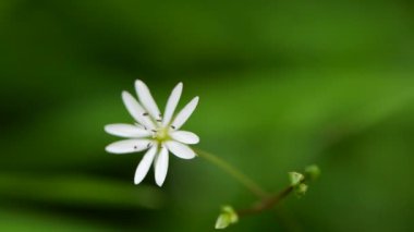 Doğada yeşil otlar ve papatyalar