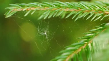 Closeup spiderweb iğneler arasında olan bir çam ağacının üstünde