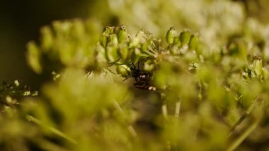 Kırmızı pamuk böcek (dysdercus cingulatus) yakın çekim yaprak yeşil