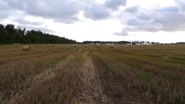 Fardos de heno en el campo después de la cosecha — Vídeos de Stock