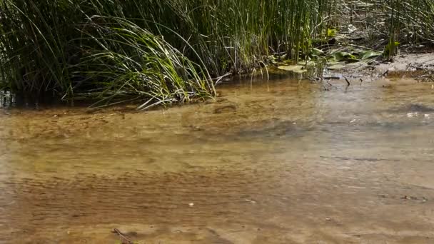 Ondulare acqua limpida nel fiume — Video Stock