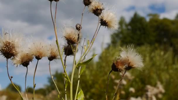 Wild flowers of Clover field extreme macro shot. (lat. Trifolium arvense) — Stock Video