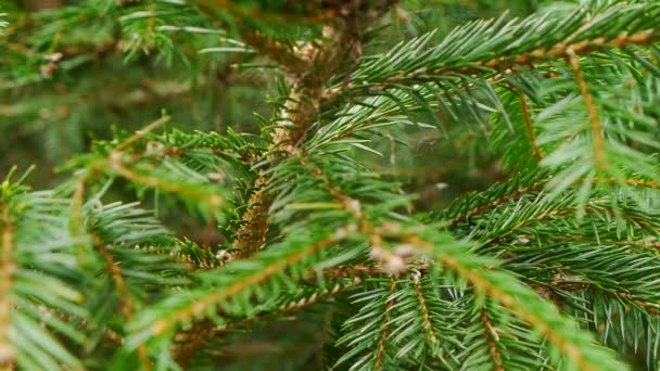 Gröna taggiga grenar av ett hårträd eller en tall — Stockvideo