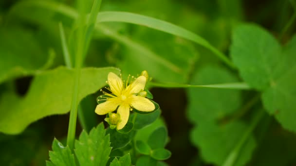 Sommer-Hintergrund. Blumen. Frühling Hintergrund. Natur-Hintergrund. gelbe Blüten — Stockvideo