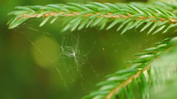 Närbild på toppen av en tall som har spiderweb mellan nålarna — Stockvideo