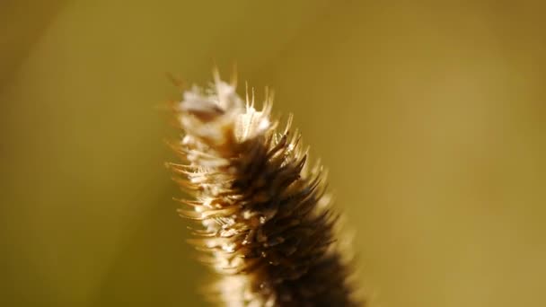 Espigas doradas de trigo. Macro . — Vídeo de stock