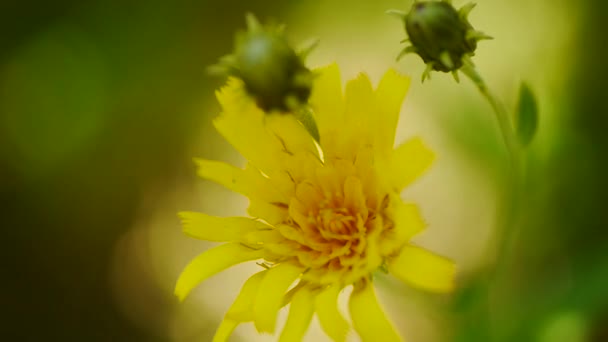 Bovenaanzicht van gele paardebloem bloem — Stockvideo