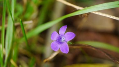 menekşe renkli campanula bellflowers yakın çekim