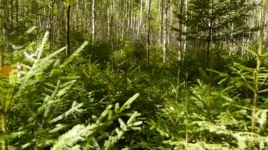 Genç büyüyen çam ağaçları