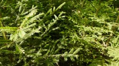 Noel ağacı dallarının arkaplanı