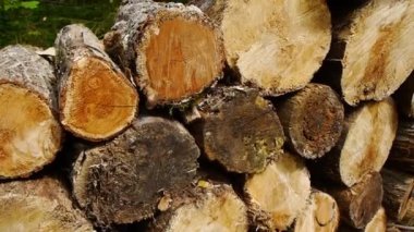 Arkaplanda Ormanlı Ahşap Kütükler / Ön planda kesilmiş ve istiflenmiş ağaç gövdeleri, arka planda güneş ışınları olan yeşil orman