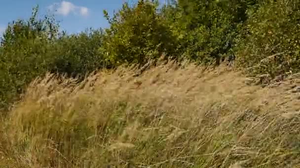 Duna gramíneas soprando no vento durante em colinas de areia — Vídeo de Stock