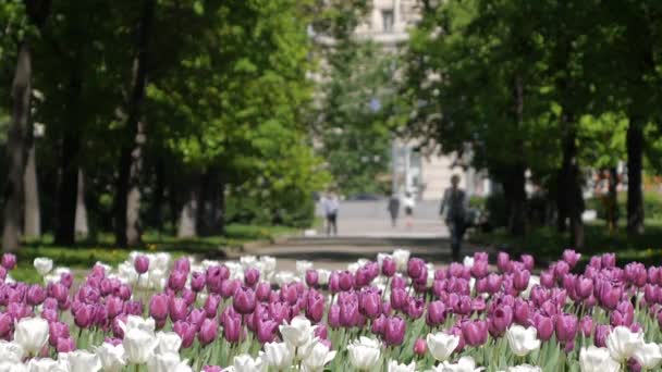 MOSCOW, RUSSIA CU People walking in square with flowers. This park is the favorite place to walk for tourists and locals — Stock Video