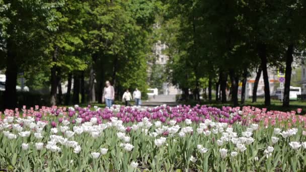 MOSCOW, RUSSIA MS People walking in square with flowers. This park is the favorite place to walk for tourists and locals — Stock Video