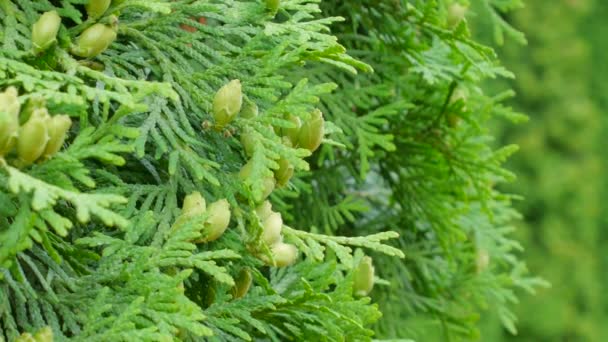 Thuja branch with tiny cones on white background — Stock Video