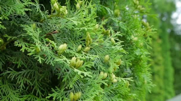 Beautiful green background of thuja tree — Stock Video