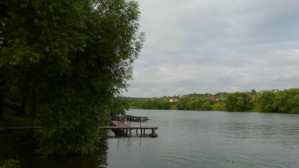 Weeping willow träd på stranden av en flod i sommar. — Stockvideo