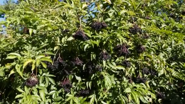 Un racimo de saúcos en el árbol, otoño — Vídeos de Stock