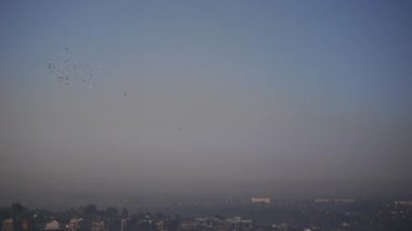 Bu güzel bir doğal video (güvercin) kuşlar, Flock uçan içinde büyülü mavi günbatımı gökyüzünde olduğunu