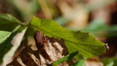 Pentatomidae makro görüntüleri üzerinde bir bitki. Heteroptera, Acanthosoma labiduroides, Raphigaster nebulosa, Picromerus bidens