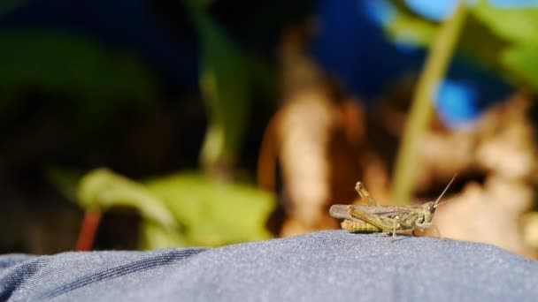 Grasshopper se arrastra en la naturaleza salvaje — Vídeos de Stock