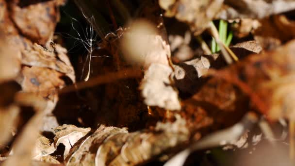 Macro Vista de la pelusa en Spider Web — Vídeos de Stock