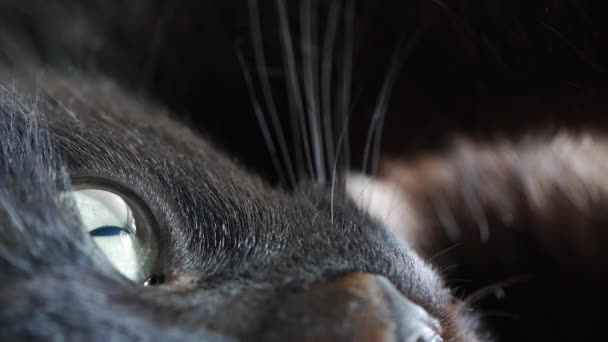 Closeup πλάνο της ένα μαύρο μάτι της γάτας — Αρχείο Βίντεο