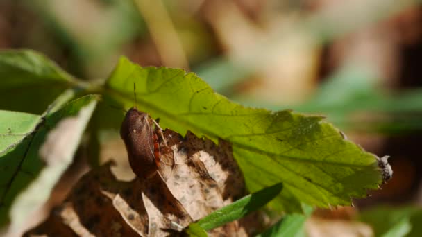 Imágenes macro de Pentatomidae en una planta. Heteroptera, Acanthosoma labiduroides, Raphigaster nebulosa, Picromerus bidens — Vídeos de Stock