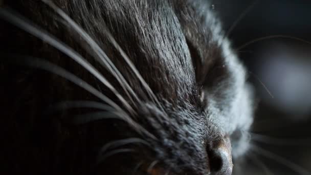 Tight shot of a black cat 's highly detailed yellow / gold eye . — Vídeos de Stock