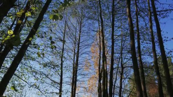 Efterårsbladene falder. farverige efterår sæson på blå himmel – Stock-video