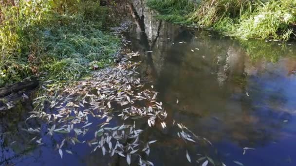 Hojas de otoño caen en un río — Vídeo de stock