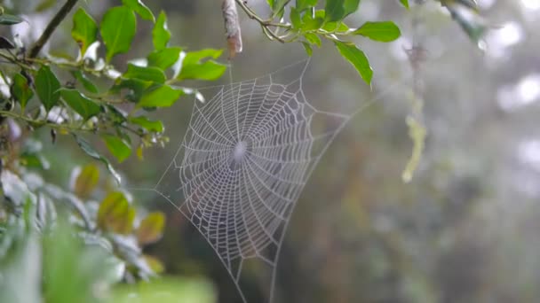 Spider web mañana luz del sol — Vídeo de stock