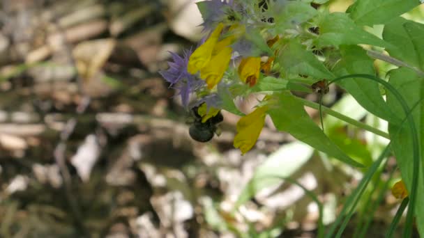 Bumble bee raccoglie nettare in fiori gialli nel giardino delle erbe estive, slow motion — Video Stock