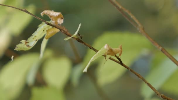 陷阱颚蚁和织叶蚁爬行在慢动作的树枝 — 图库视频影像