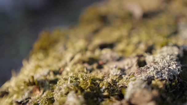 浅绿色的自由度苔藓上阳光慢摇摄 — 图库视频影像