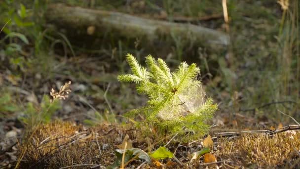 Pequena plantação de árvores de Natal em uma floresta no verão — Vídeo de Stock