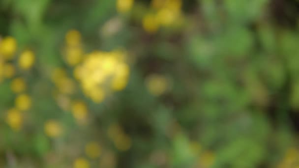 Желтый цветок, затылок, селективная фокусировка — стоковое видео