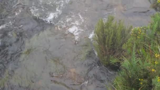 rivière dans le brouillard Vue de Horton Plains NP, Sri Lanka 