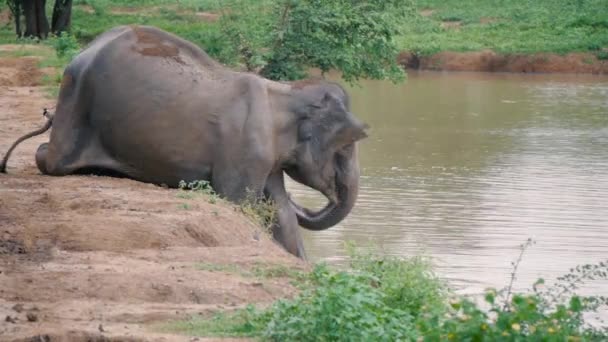 Поход слона в реку в национальном парке Шри-Ланка — стоковое видео