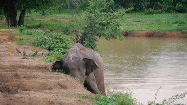 Sıçrama ve nehir, Sri lanka Milli Parkı alma banyosunda fil çamur