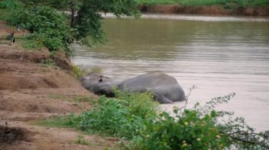 Filler Kwae-noi nehirde banyo. Sri lanka Milli Parkı