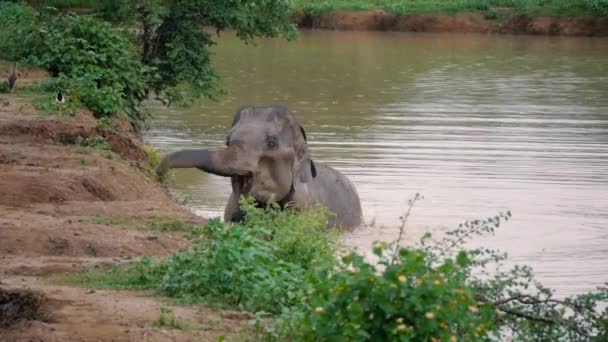 Брызги слоновой грязи и купание в реке, национальный парк Шри-Ланка — стоковое видео