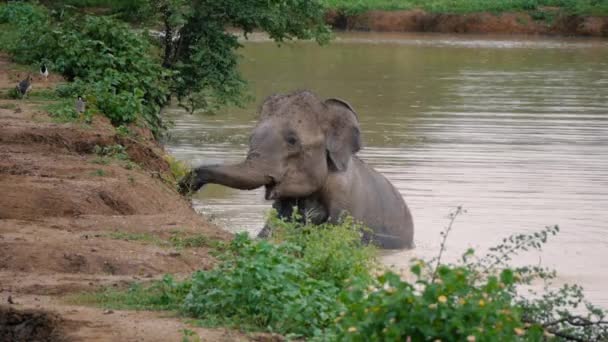 Salpicadura de lodo elefante y bañarse en el río, Parque Nacional Sri lanka — Vídeo de stock