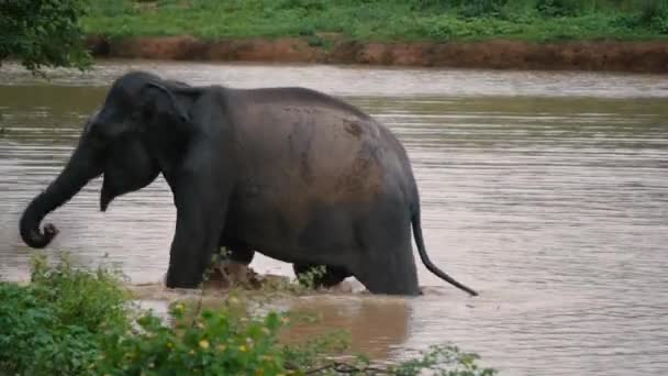 Elephants take a bath in Kwae-noi river. Kanchanaburi, Thailand — Stock Video