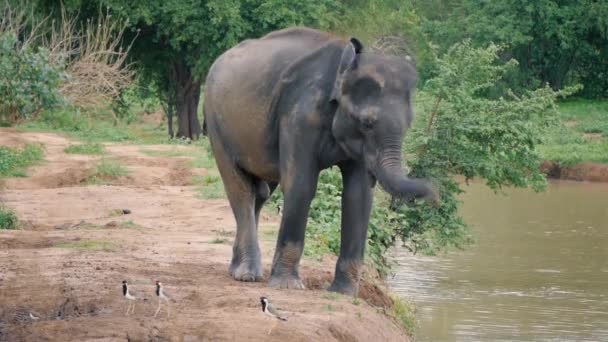 スリランカ国立公園で象泥スプラッシュ — ストック動画