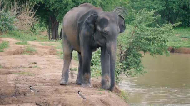 象をスリランカ国立公園で川に入る — ストック動画